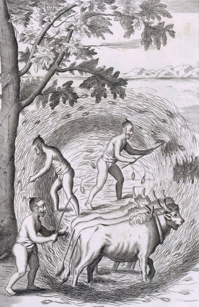 Il modo di pestare il riso, pub. 1681 da Robert Knox