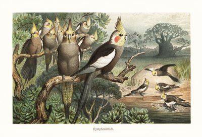 Stormo di calopsitte, Nymphicus hollandicus, presso una pozza d
