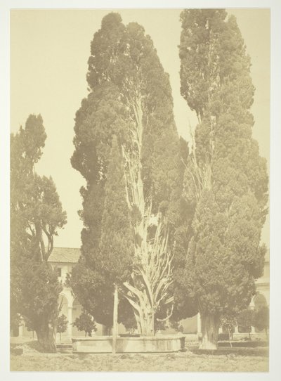 Senza titolo (Alberi a Roma) da Robert MacPherson