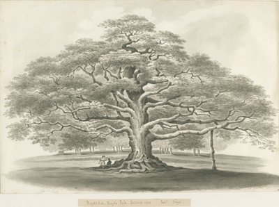 Blithfield - Quercia di Bagot da Robert Noyes