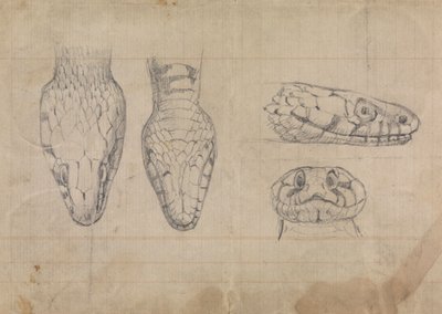 Studio della testa di un serpente da Robert Smirke