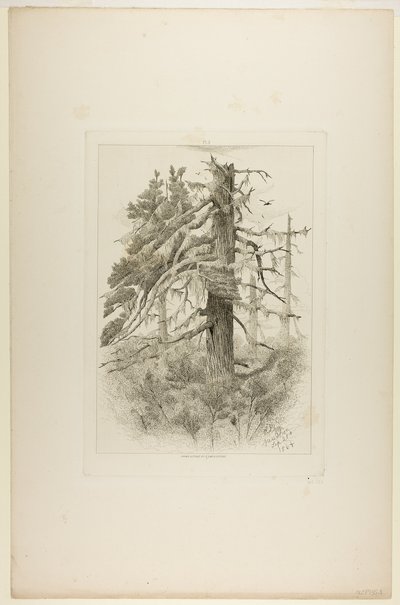 Vecchi alberi a Naushon Island da Robert Swain Gifford
