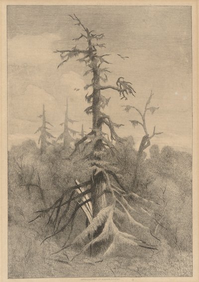 Vecchi alberi sull