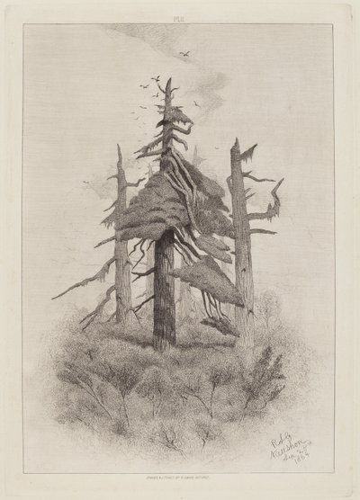 Vecchi alberi a Naushon Island [tavola 2] da Robert Swain Gifford