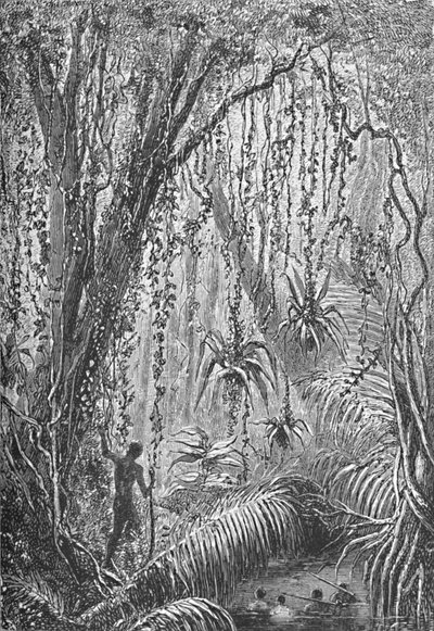 Foresta brasiliana da Robert Taylor Pritchett