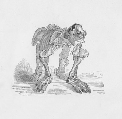 Scheletro del Megatherium, c1885, 1890 da Robert Taylor Pritchett