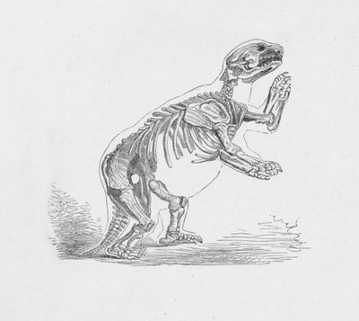 Scheletro del Mylodon Darwinii da Robert Taylor Pritchett