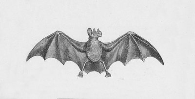 Pipistrello vampiro, c1885, 1890 da Robert Taylor Pritchett
