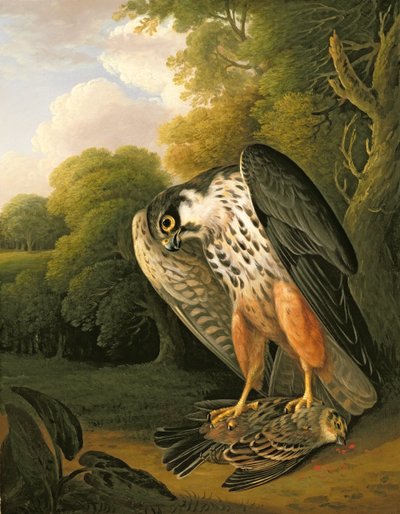 Un falco da caccia e preda abbattuti a Buxton da Robert Wilkinson Padley