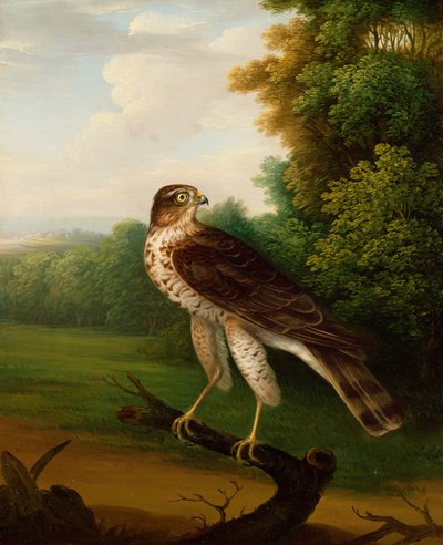 Un giovane falco femmina, di un anno da Robert Wilkinson Padley
