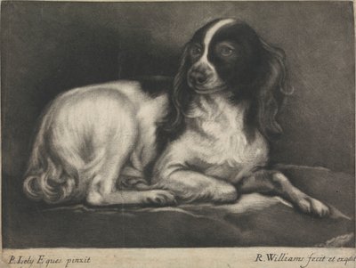 Uno Spaniel da Robert Williams