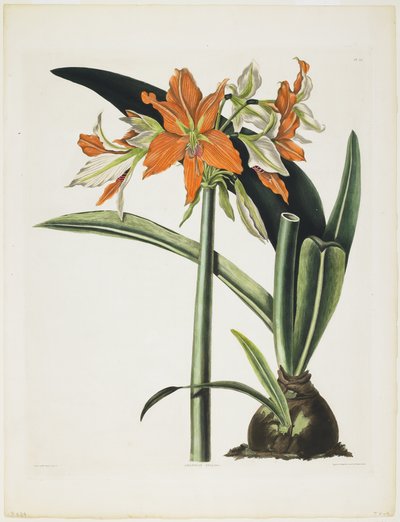 Amaryllis fulgida (Amaryllis a tubo striato), 1831-34 da Robert the Younger Havell