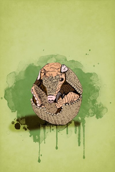 Baby Armadillo da Roberta Murray