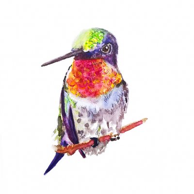 Colibrì dalla gola rubino da Roberta Murray