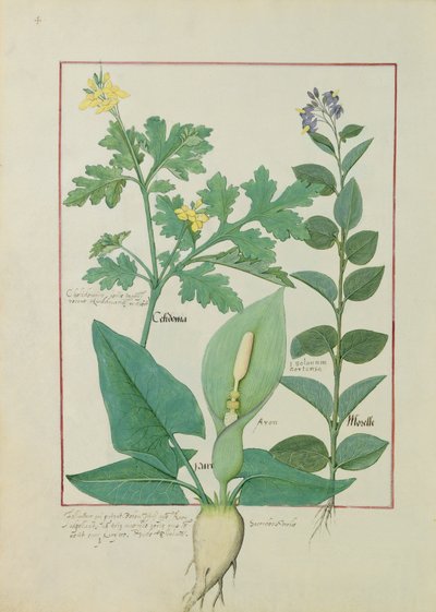 Celidonia maggiore o papavero, solanum o belladonna, e aron, illustrazione dal Libro delle Semplici Medicine di Mattheaus Platearius 113v da Robinet Testard