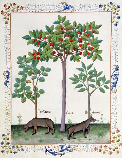 Nocciolo (sinistra) e ciliegio (centro), illustrazione dal Libro delle Semplici Medicine di Mattheaus Platearius da Robinet Testard