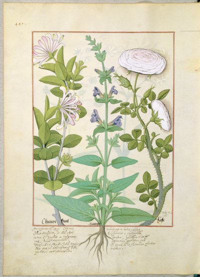 Caprifoglio, Salvia e Rosa, illustrazione da 