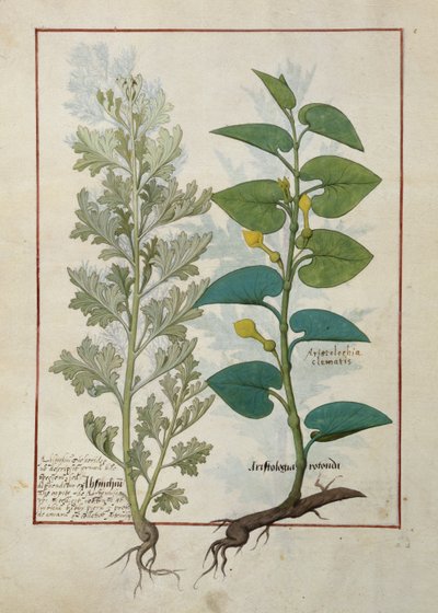 Illustrazione dal 