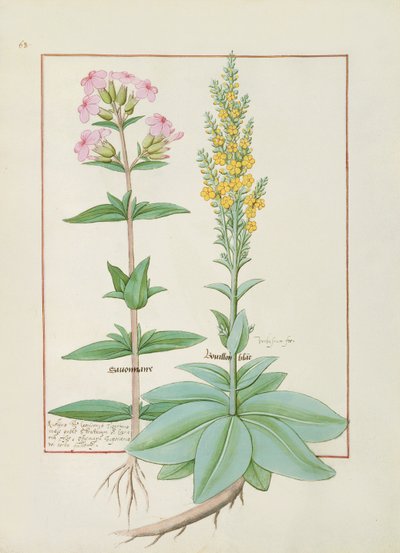Illustrazione dal Libro delle Semplici Medicine di Mattheaus Platearius da Robinet Testard