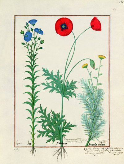 Lino, papaveri da giardino e abrotano, illustrazione da 