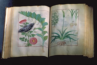 Ms Fr. Fv VI #1 Due pagine che raffigurano Rosa e Aglio, da Il Libro delle Semplici Medicine di Mattheus Platearius (m.c.1161) c.1470 da Robinet Testard