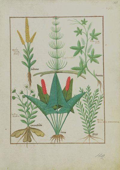 Ms Fr. Fv VI #1 fol.125r Prima fila: Mais, Equiseto e Labruscae flos. Seconda fila: Margherita, Jarus e Maggiorana, illustrazione da Il libro semplice delle medicine, di Mattheaus Platearius (m. c.1161) c.1470 da Robinet Testard