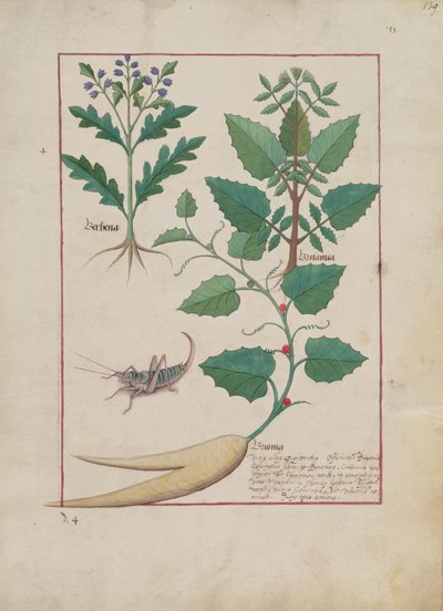 Ms Fr. Fv VI #1 fol.139r Illustrazione da Il Libro delle Semplici Medicine di Mattheaus Platearius (m.c.1161) c.1470 da Robinet Testard