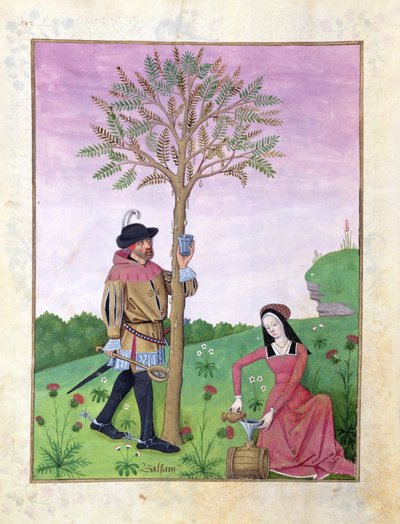 Disegno della linfa da un albero, Illustrazione dal 