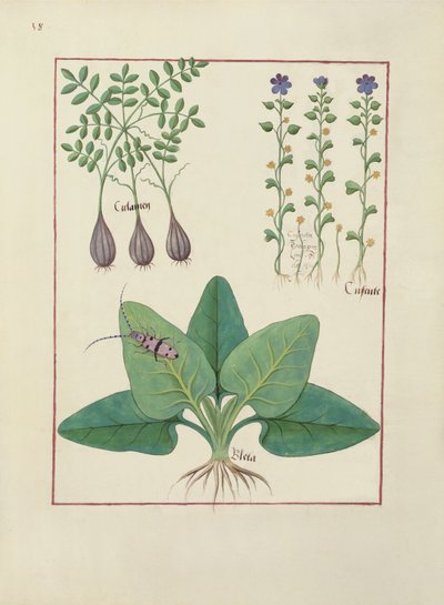 Ms Fr. Fv VI #1 fol. Illustrazione da Il Libro delle Semplici Medicine di Mattheaus Platearius (m.c.1161) c.1470 da Robinet Testard