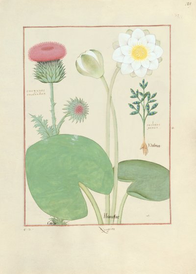 Cardo piumato, ninfea e pianta di ricino, illustrazione da Il libro delle semplici medicine, di Mattheaus Platearius da Robinet Testard
