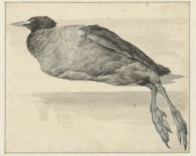 Folaga morta da Rochus van Veen