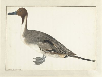 Anatra codone da Rochus van Veen