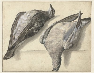 Due piccioni morti da Rochus van Veen