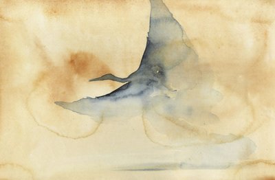 Uccello etereo in volo da RodMacIver