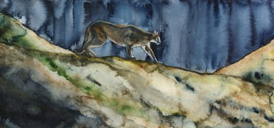 La caccia notturna del puma da RodMacIver