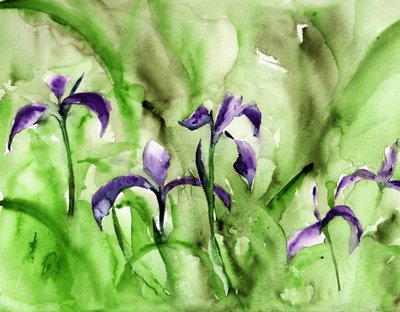 Un giardino di iris dai colori vivaci da RodMacIver