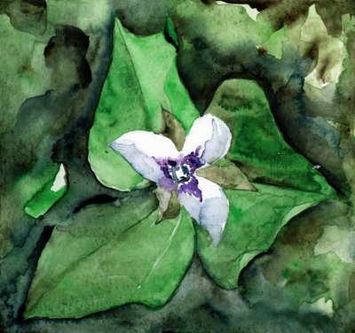 Fioritura del trillium bianco da RodMacIver