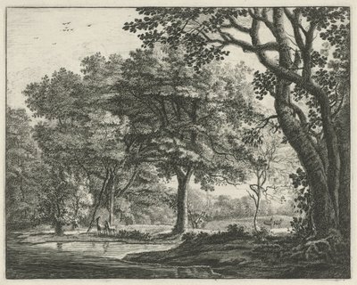 Cervi nella foresta dell