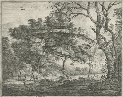 Cervi nel bosco dell