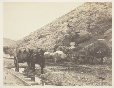 Bestiame e carri, in partenza da Balaklava da Roger Fenton