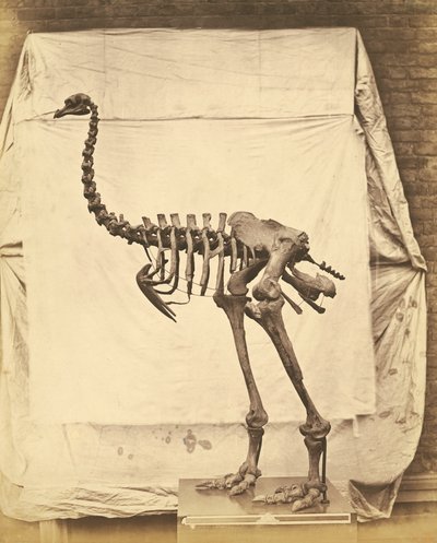 Dinornis Elephantopus Dinosauro da Roger Fenton