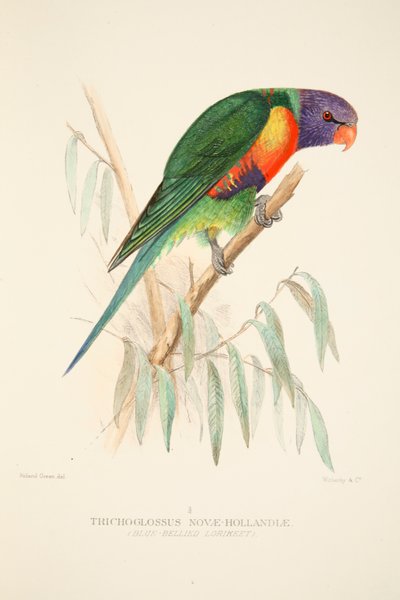 Loriquet dal ventre blu, incisione colorata a mano da Roland Green