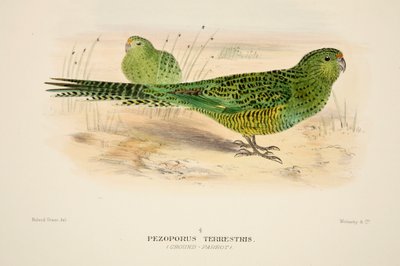 Pappagallo di terra, incisione colorata a mano da Roland Green