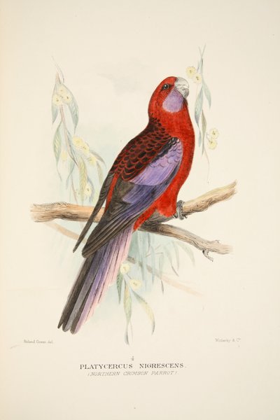 Pappagallo Cremisi del Nord, pub. 1916 incisione colorata a mano da Roland Green