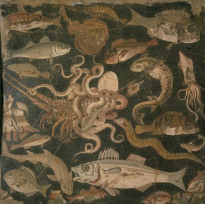 Animali acquatici, lotta tra un polpo e un