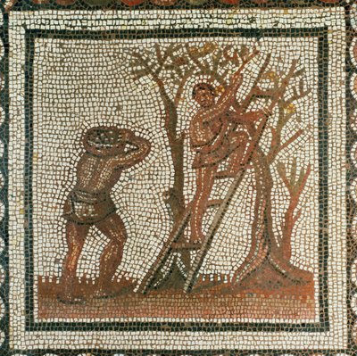 Raccolta delle olive (mosaico) da Roman Roman