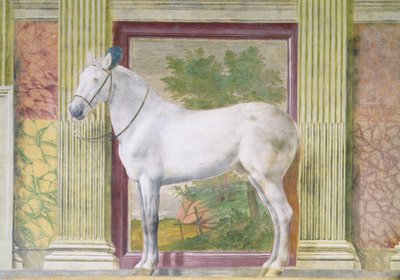 Sala dei Cavalli, (dettaglio) da Romano Giulio