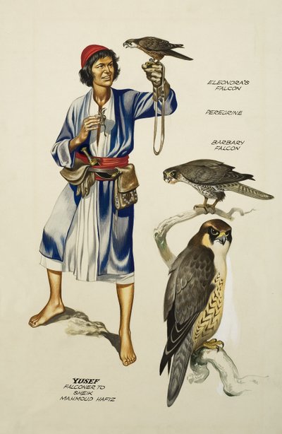 Yusef, Falconer to Sheik Mahmoud Hafiz (gouache su carta) da Ron Embleton