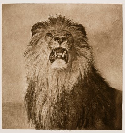  da Rosa Bonheur