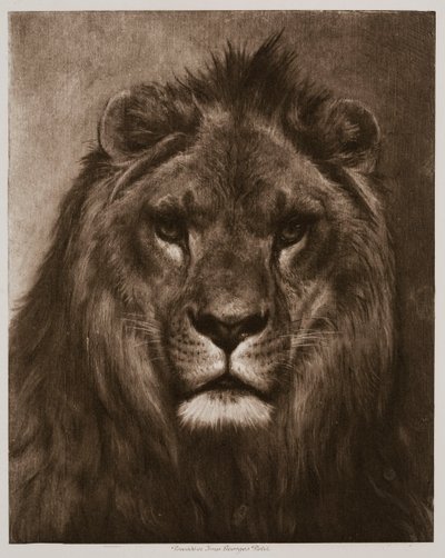  da Rosa Bonheur